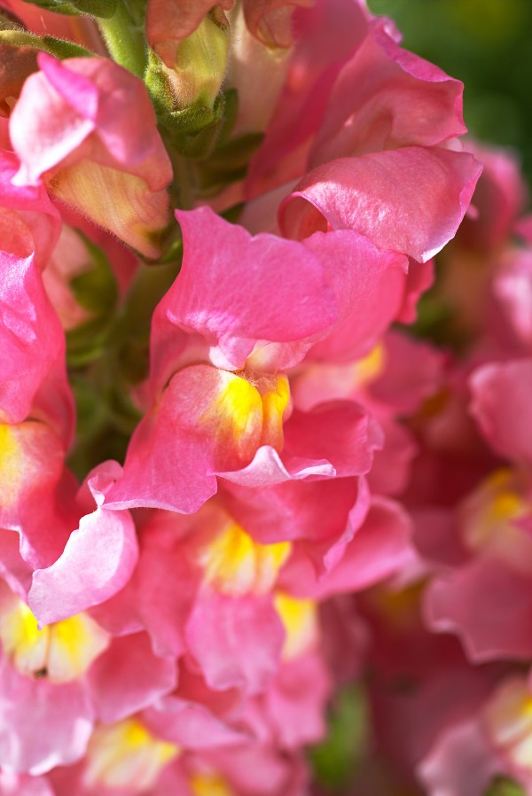 Snapdragon Flowers Of Pink by Joy Watson